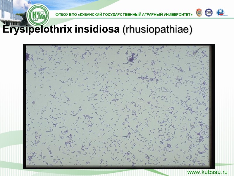 Erysipelothrix insidiosa (rhusiopathiae)